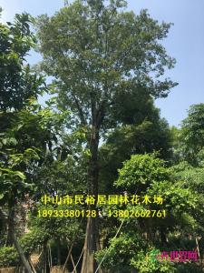 朴树