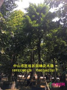 朴树