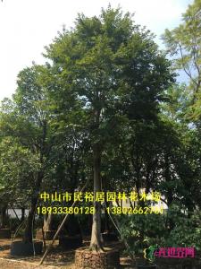 朴树
